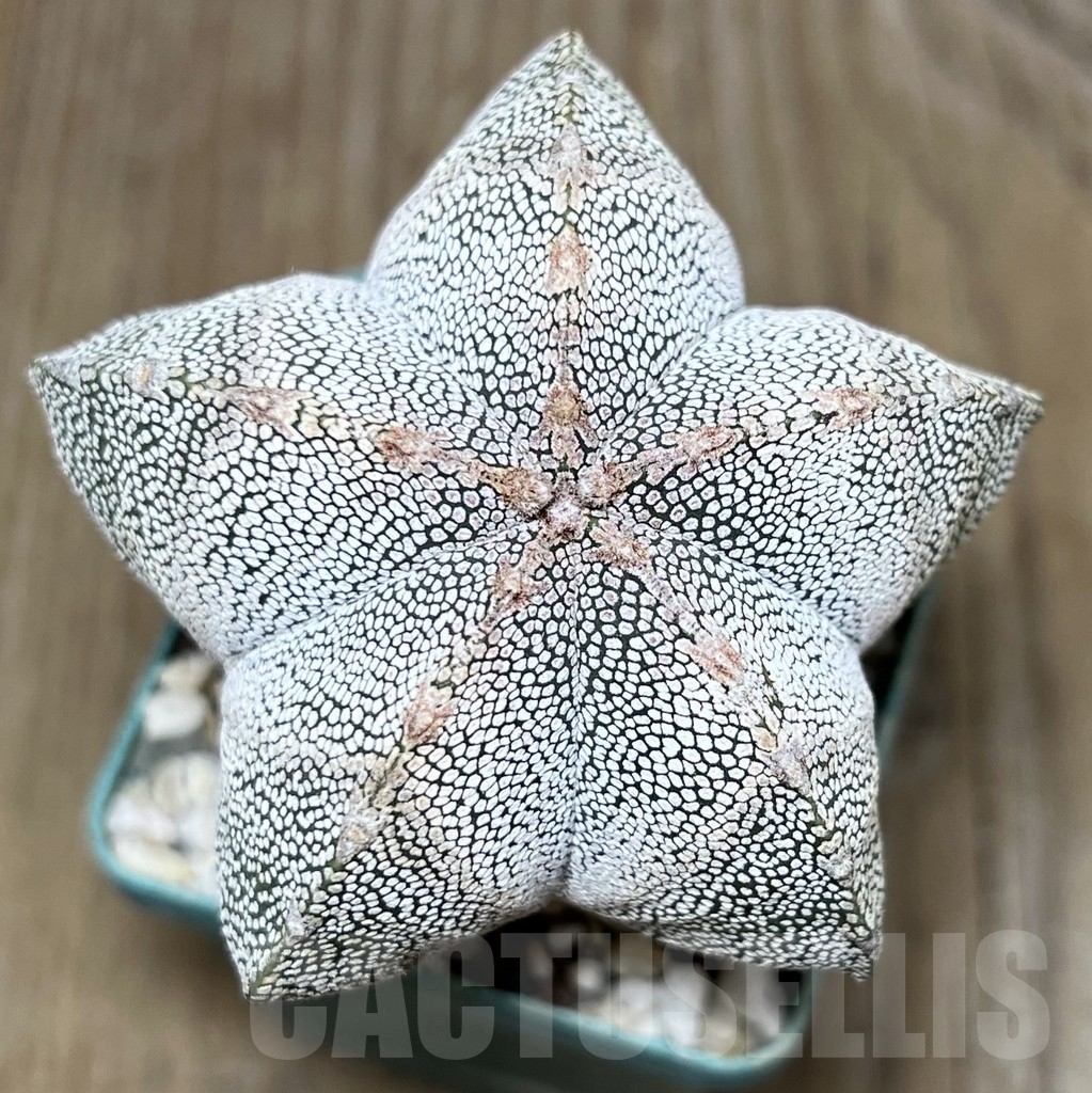 SHPR19907 Astrophytum myriostigma ‘Onzuka’ - Image 2
