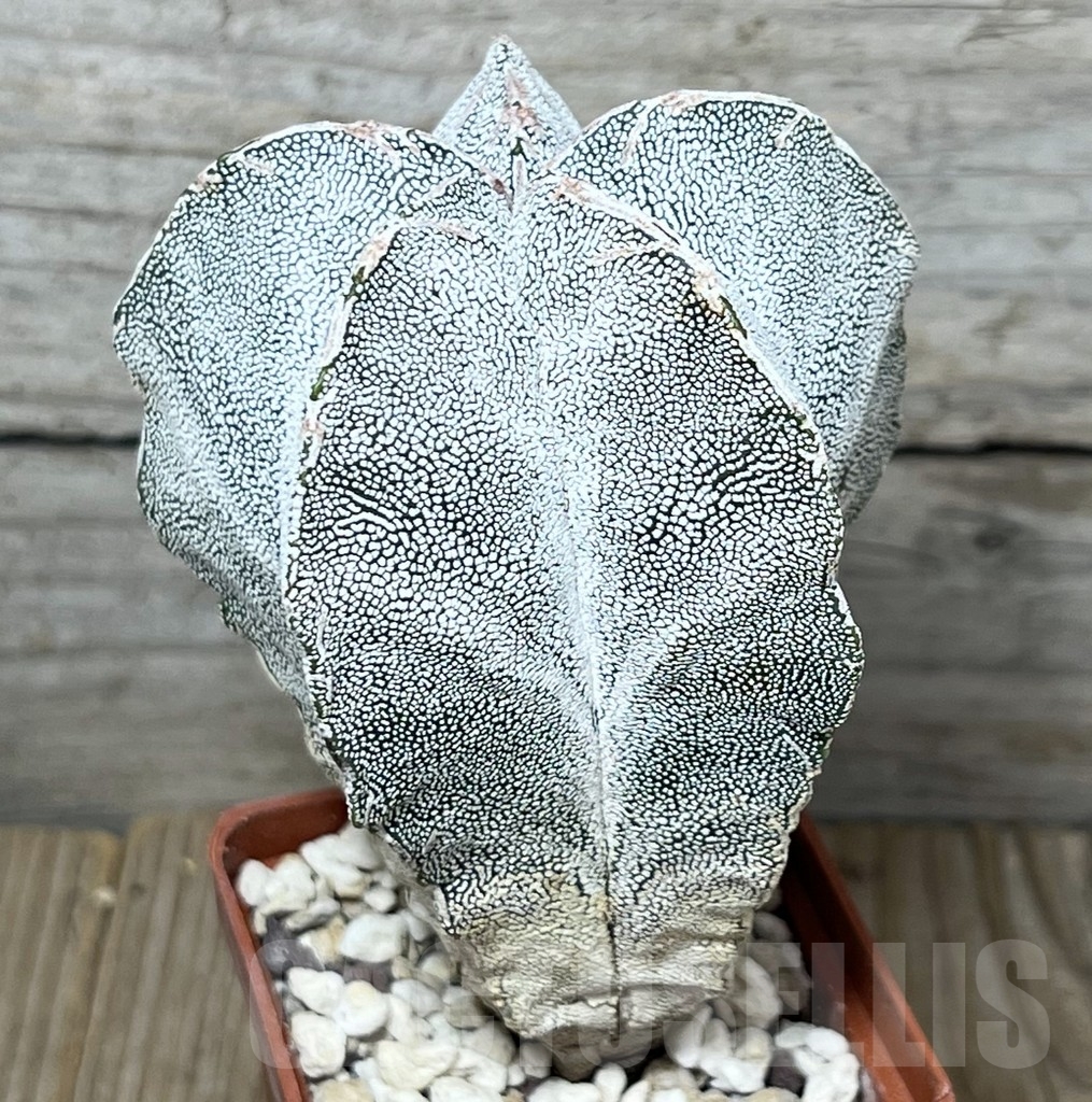 SHPR19908 Astrophytum myriostigma ‘Onzuka’ - Image 2