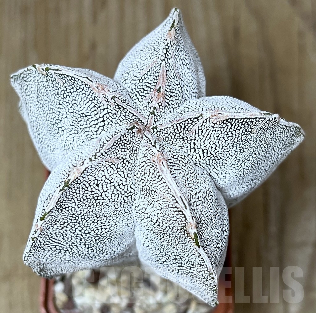 SHPR19908 Astrophytum myriostigma ‘Onzuka’ - Image 3