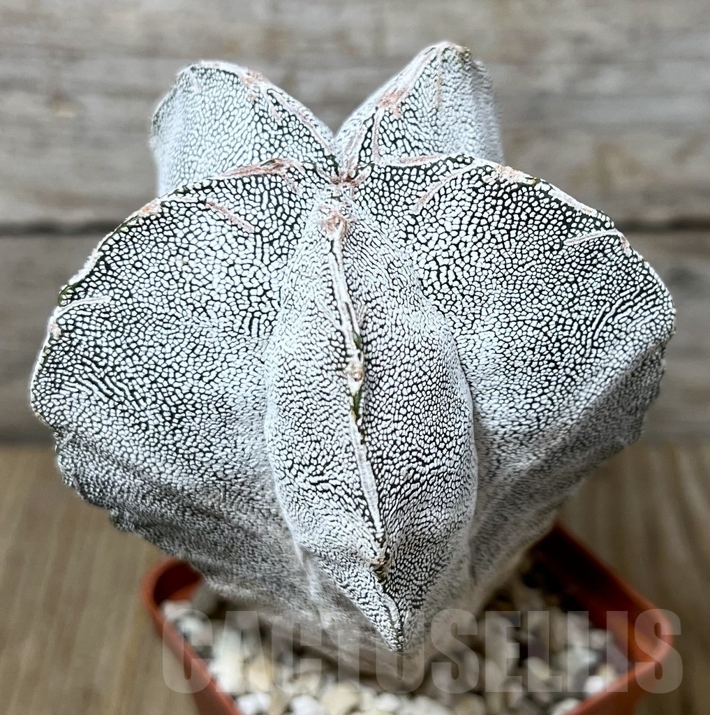 SHPR19908 Astrophytum myriostigma ‘Onzuka’