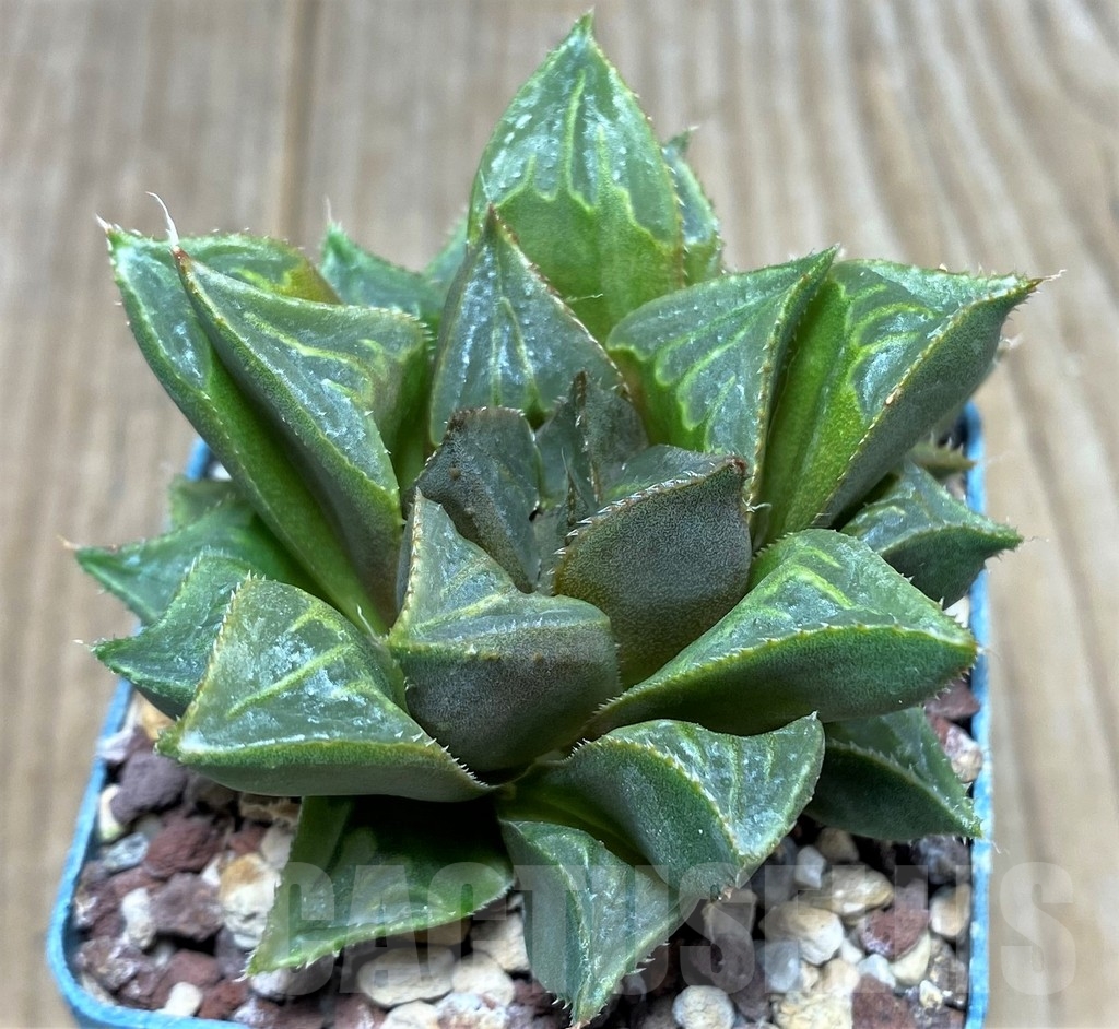 SHPR19528 Haworthia mirabilis 'Mundula' -Micrkraal- - Imagen 2