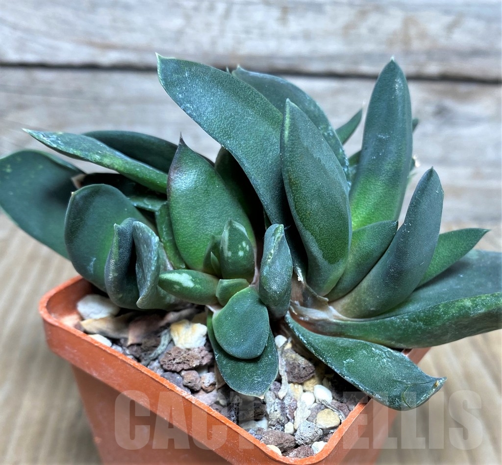 SHPR19530 Gasteria nigricans f. monstrosa - Image 2