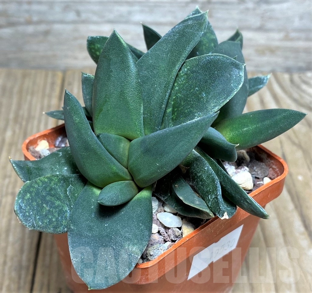 SHPR19530 Gasteria nigricans f. monstrosa