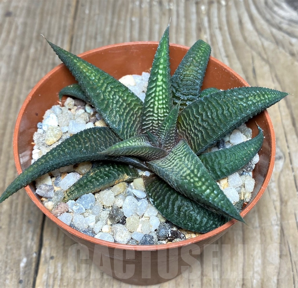 SHPR19531 Haworthia limifolia v. striata x koelmaniorum