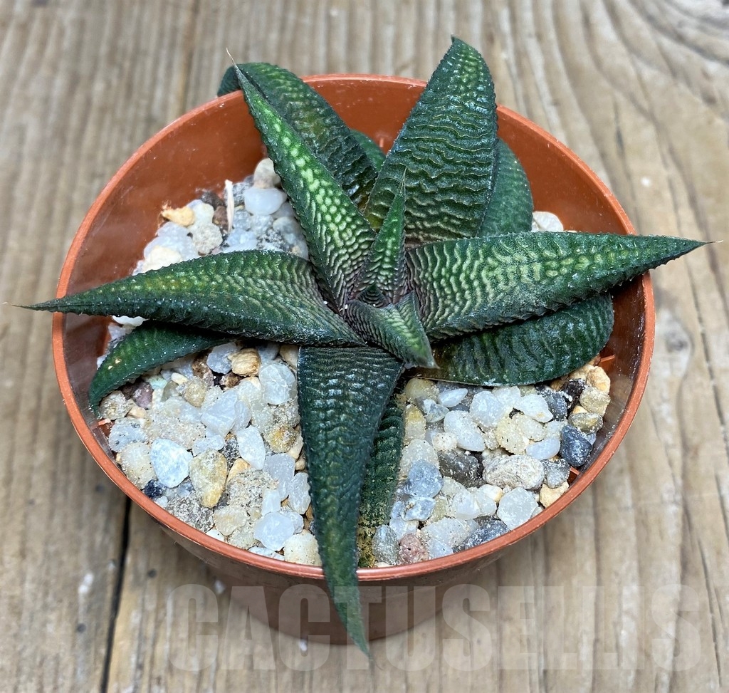 SHPR19531 Haworthia limifolia v. striata x koelmaniorum – Bild 2