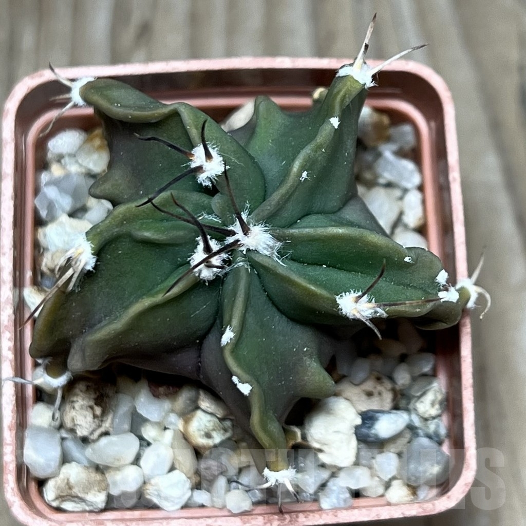 SHPR19912 Astrophytum asterias x senile - Image 2