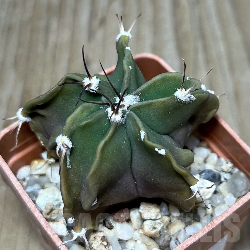 SHPR19912 Astrophytum asterias x senile
