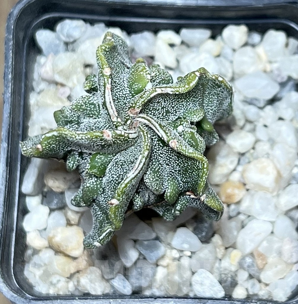 SHPR19913 Astrophytum myriostigma 'Fukuryu' - Image 3