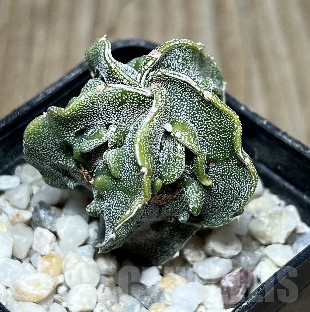 SHPR19913 Astrophytum myriostigma 'Fukuryu' - Image 2