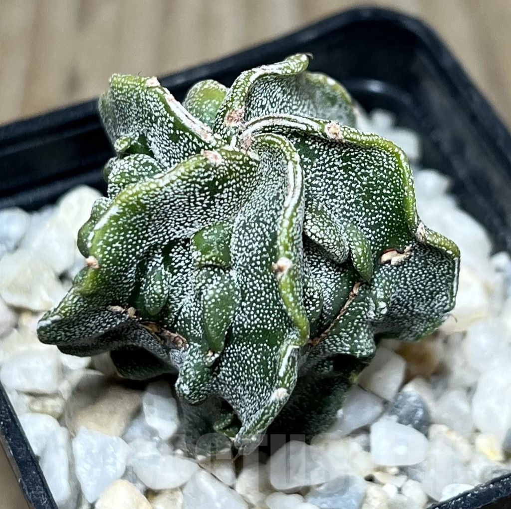 SHPR19913 Astrophytum myriostigma 'Fukuryu'