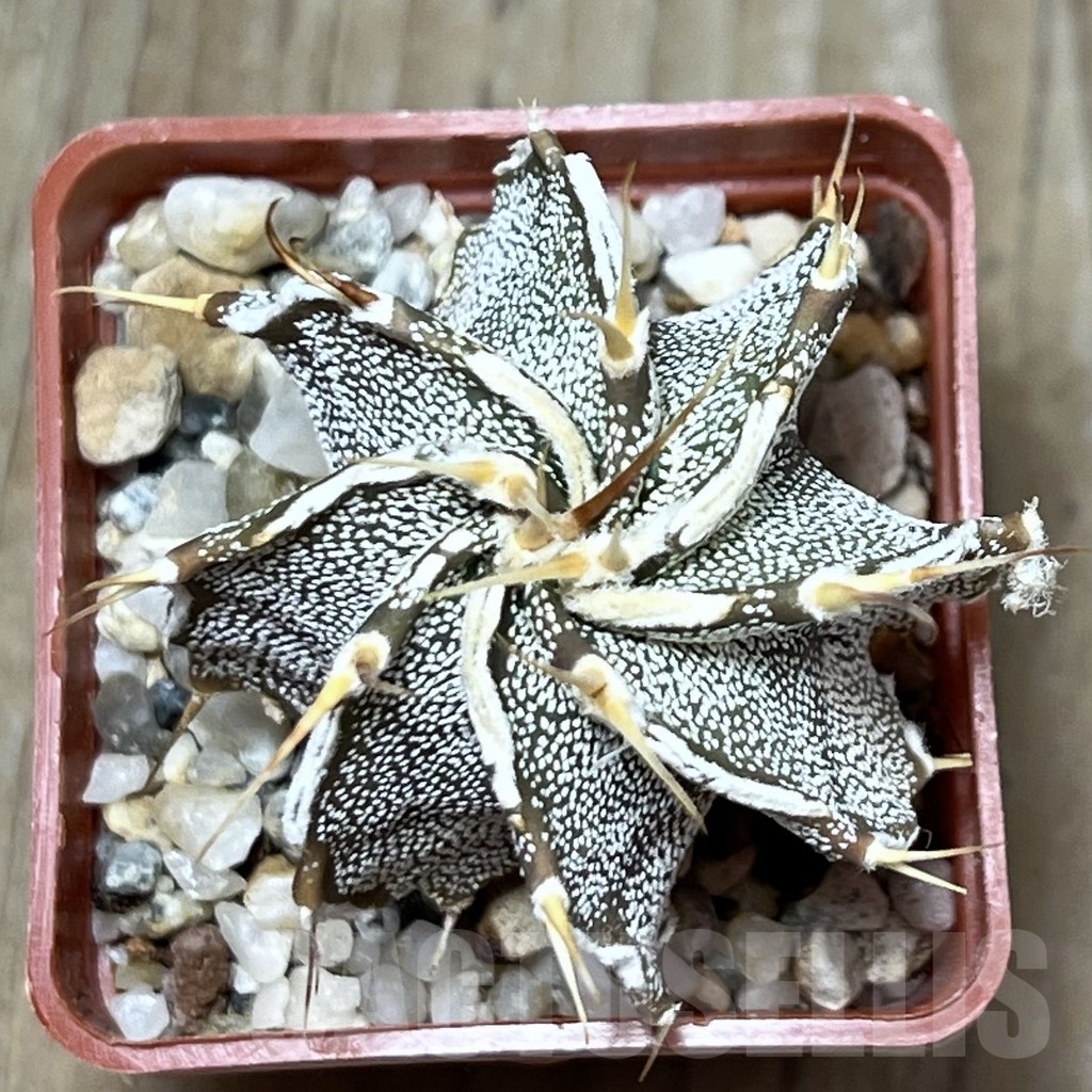 SHPR19915 Astrophytum ornatum hybrid - Image 2