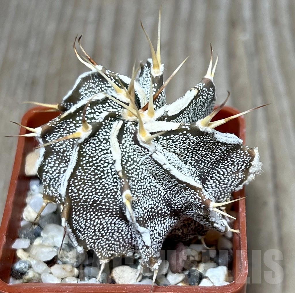 SHPR19915 Astrophytum ornatum hybrid