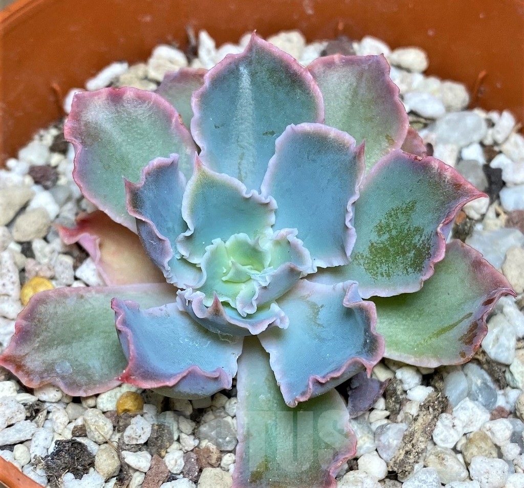 SHPR19537 Echeveria shaviana hybrid - Image 2