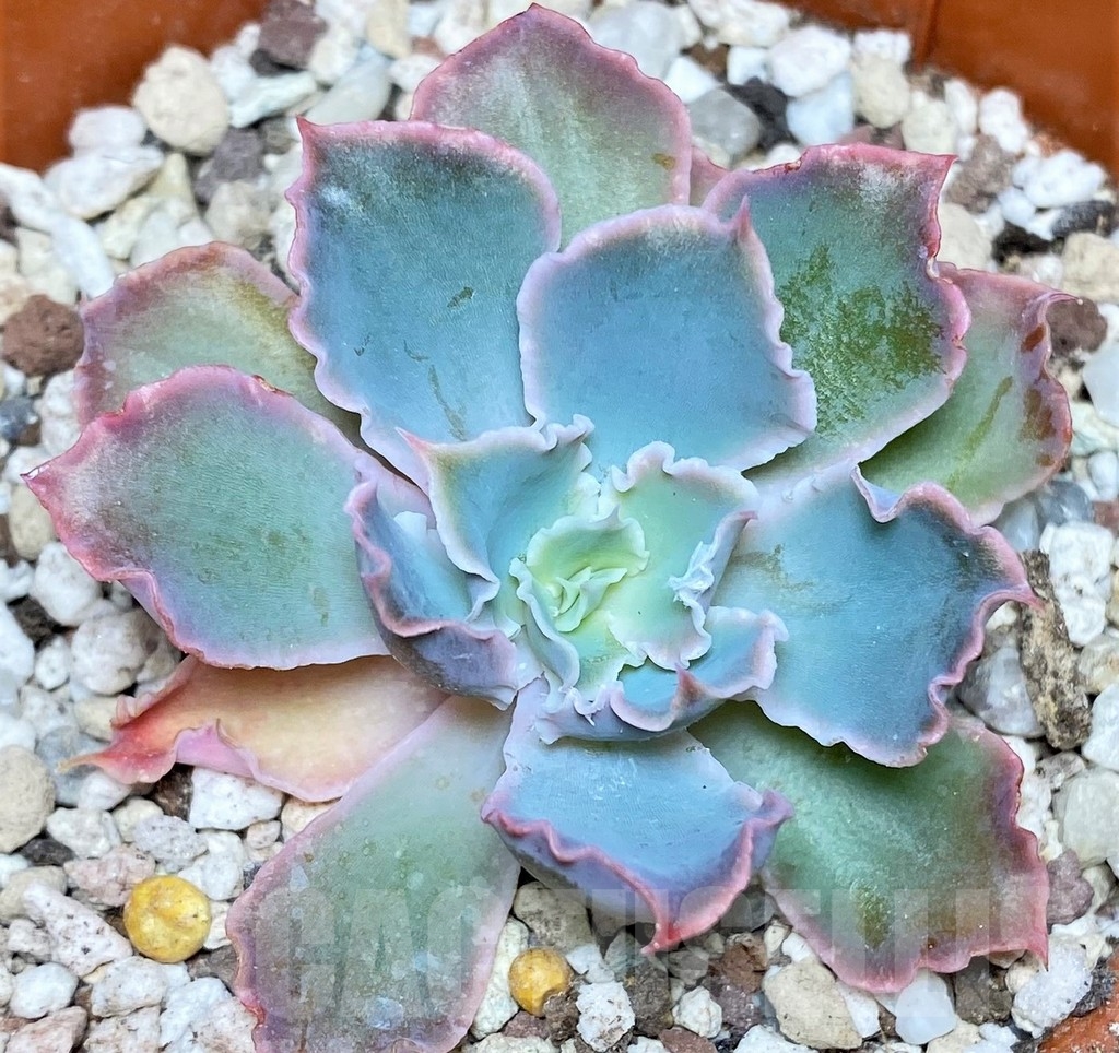 SHPR19537 Echeveria shaviana hybrid