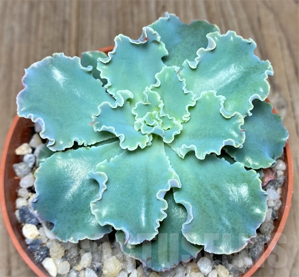 SHPR19538 Echeveria shaviana hybrid