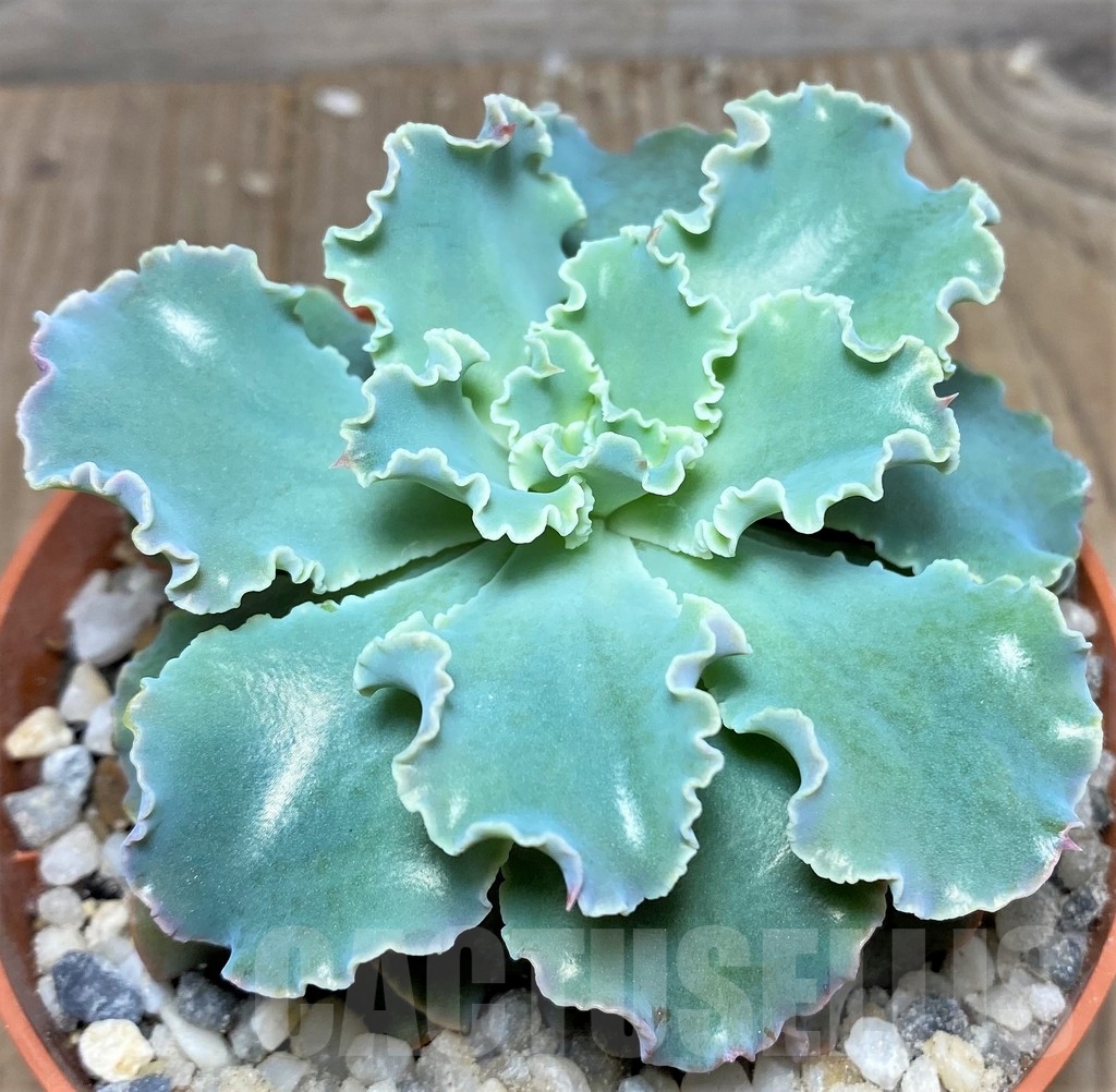SHPR19538 Echeveria shaviana hybrid - Image 2