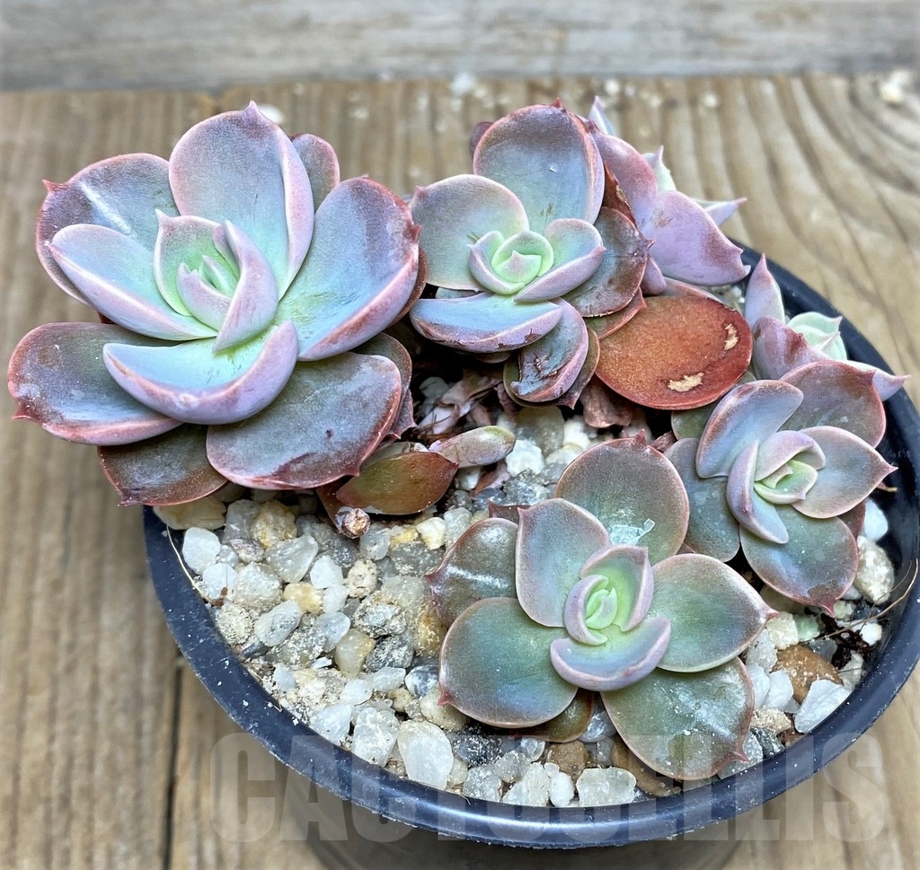 SHPR19539 Echeveria hybrid - Image 2