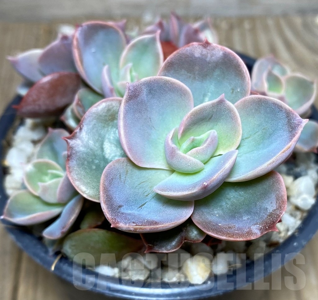 SHPR19539 Echeveria hybrid
