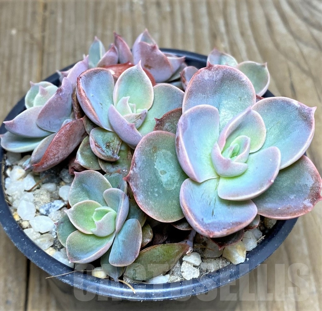 SHPR19539 Echeveria hybrid - Image 3