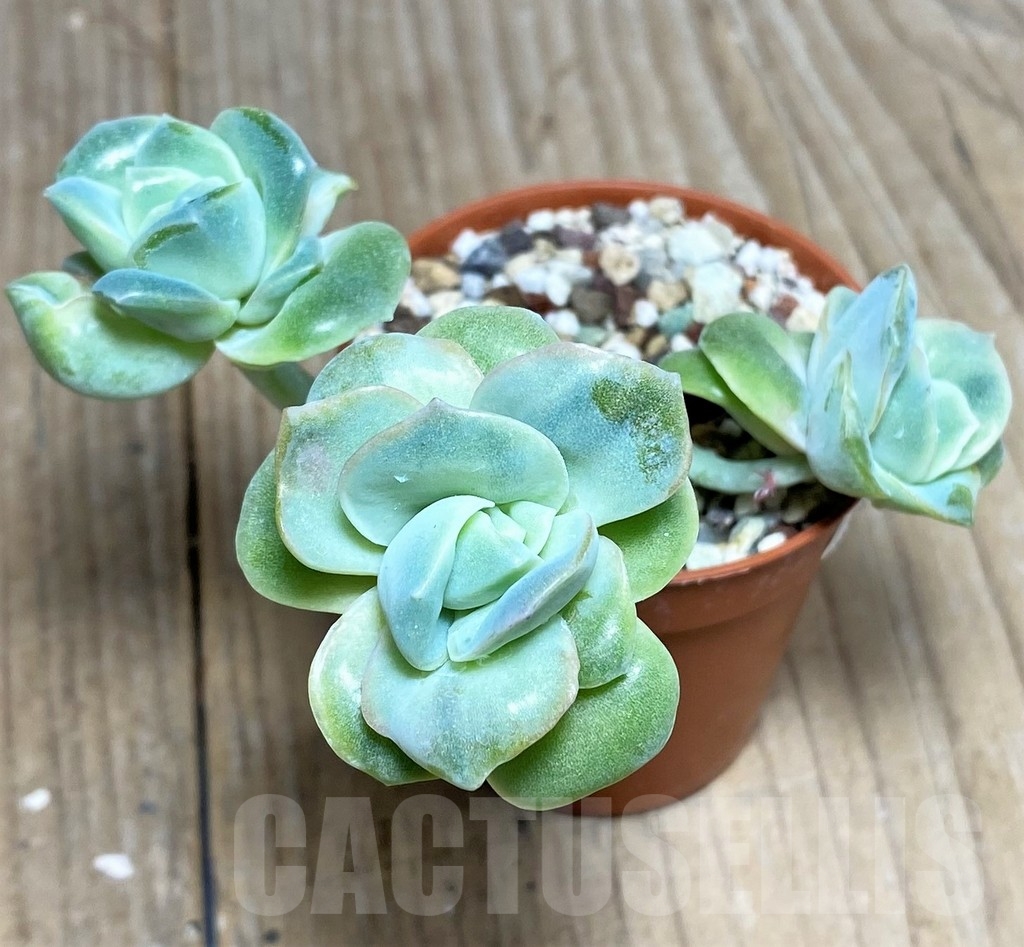 SHPR19540 Graptoveria 'Lovely Rose'
