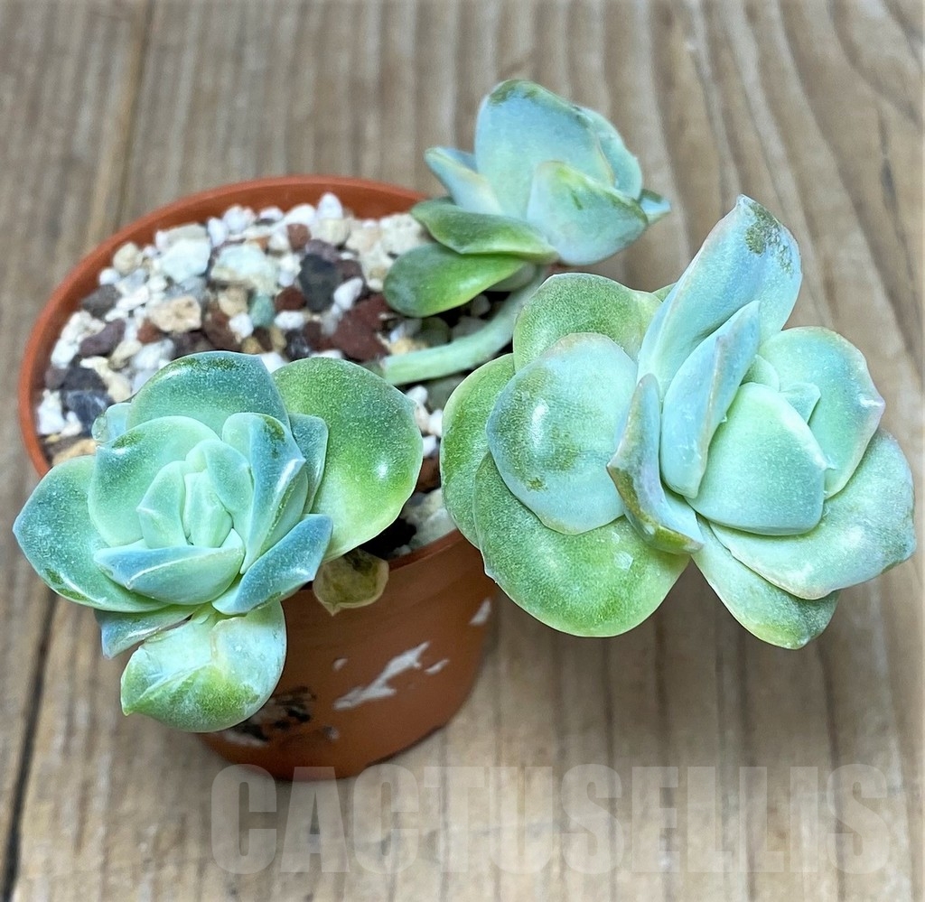 SHPR19540 Graptoveria 'Lovely Rose' - Image 2