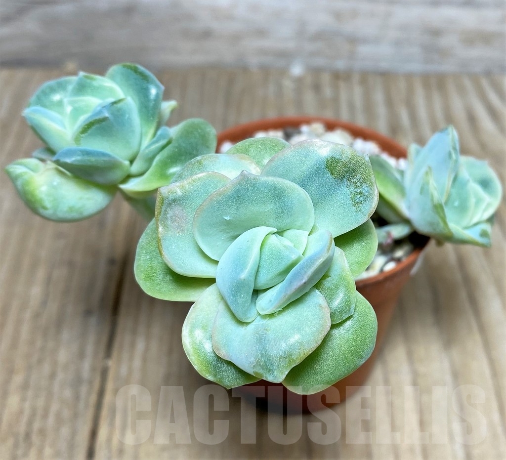 SHPR19540 Graptoveria 'Lovely Rose' - Image 3