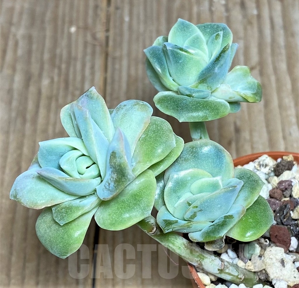 SHPR19540 Graptoveria 'Lovely Rose' - Image 4