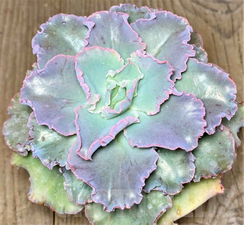 SHPR19541 Echeveria 'Chantilly' - Image 2