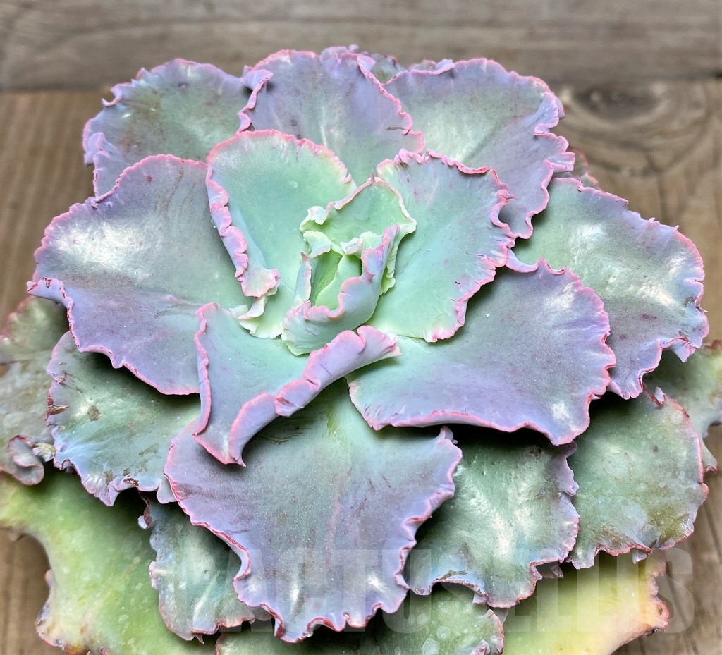 SHPR19541 Echeveria 'Chantilly'