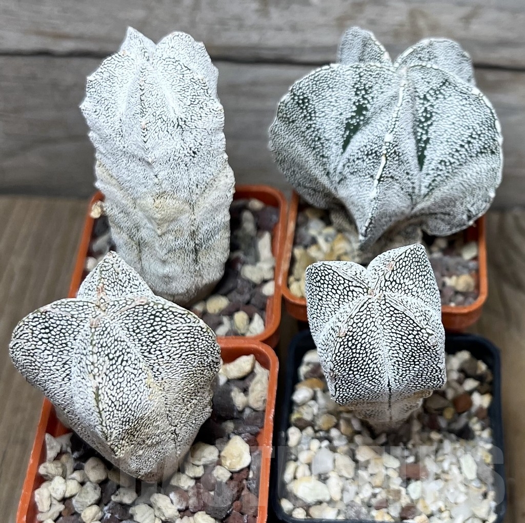 SET 28 Astrophytum myriostigma ‘Onzuka’ mix, 4 plants