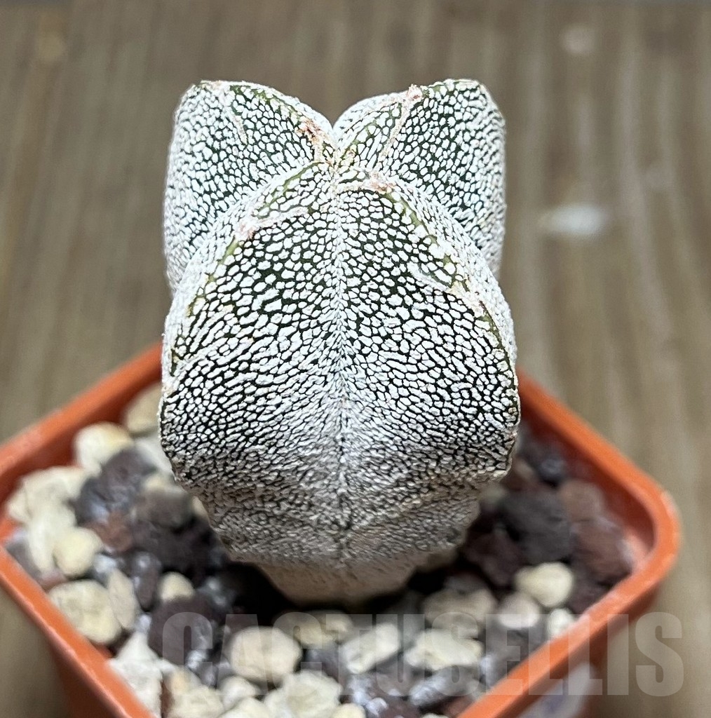 SET 28 Astrophytum myriostigma ‘Onzuka’ mix, 4 plants - Imagen 2