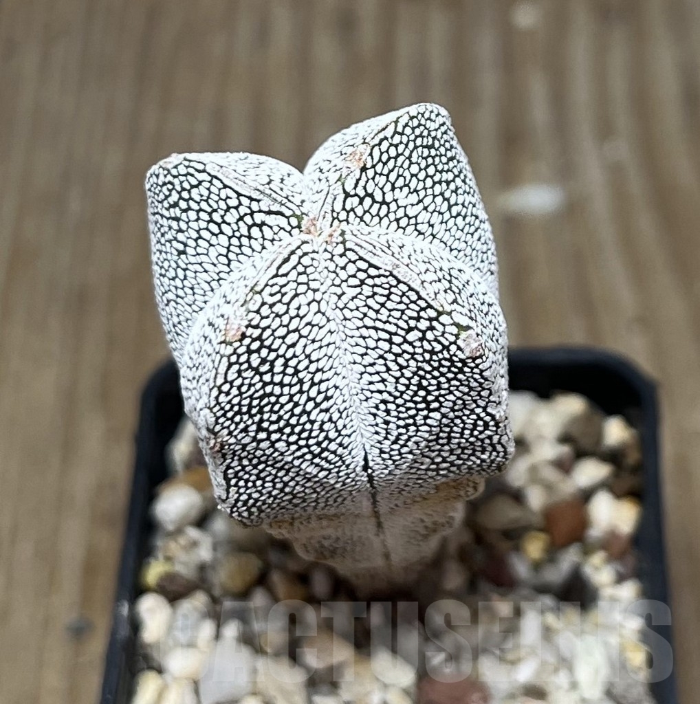 SET 28 Astrophytum myriostigma ‘Onzuka’ mix, 4 plants - Imagen 3