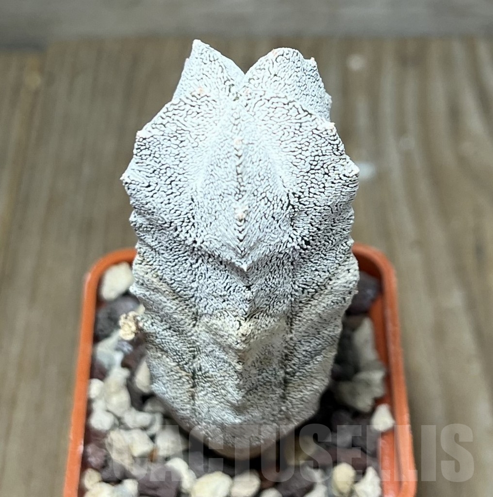 SET 28 Astrophytum myriostigma ‘Onzuka’ mix, 4 plants - Imagen 4