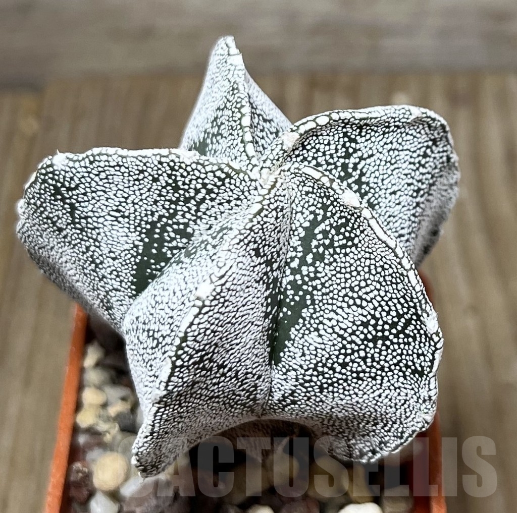 SET 28 Astrophytum myriostigma ‘Onzuka’ mix, 4 plants - Imagen 5