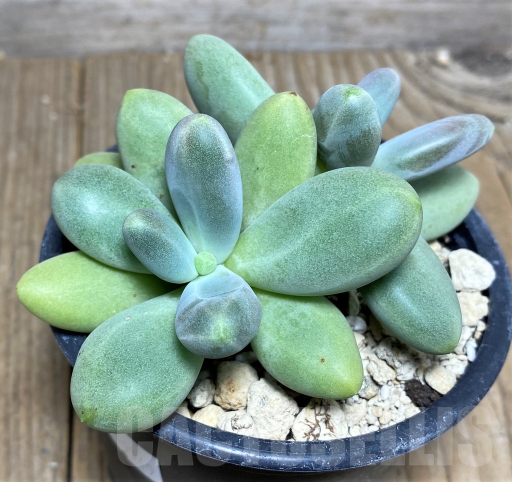 SHPR19549 Pachyphytum 'Diamond' - immagine 2