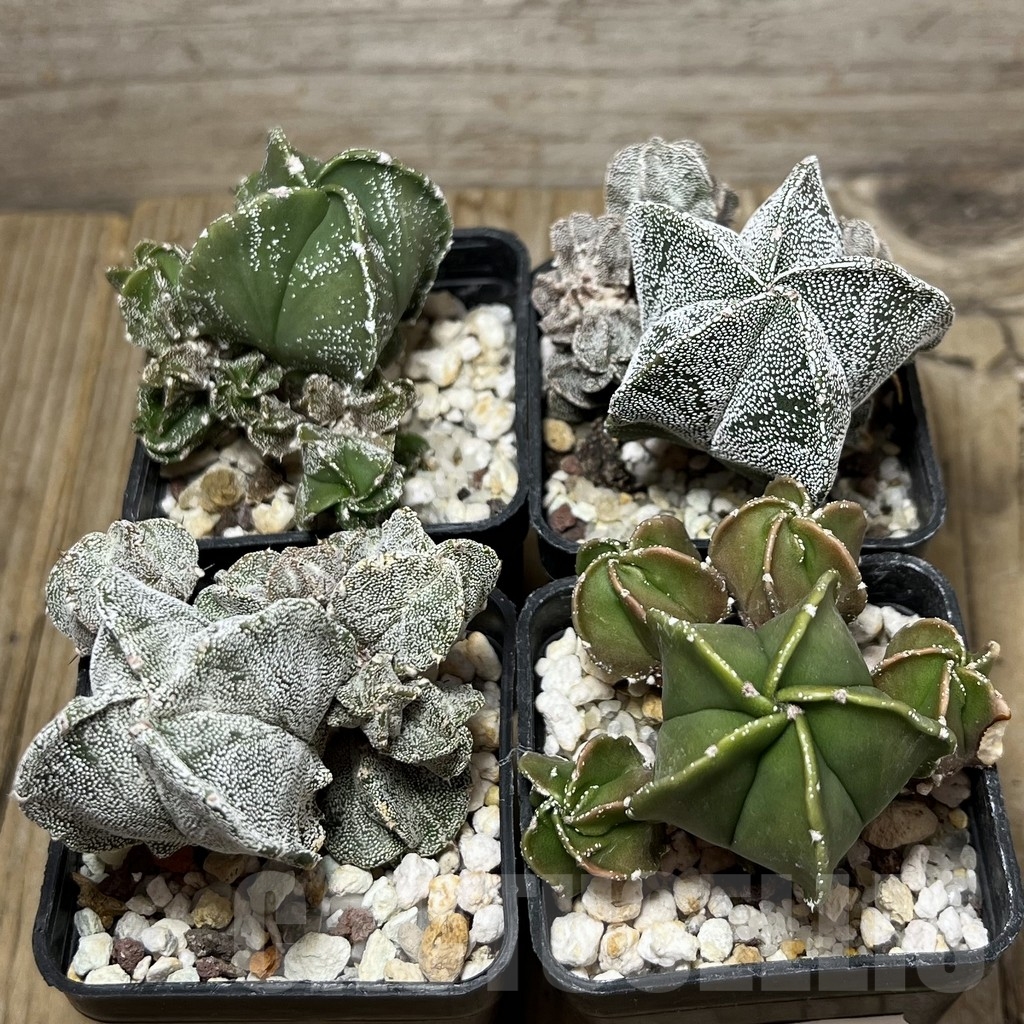 SET 30 Astrophytum myriostigma f. monstrosa mix, 4 plants