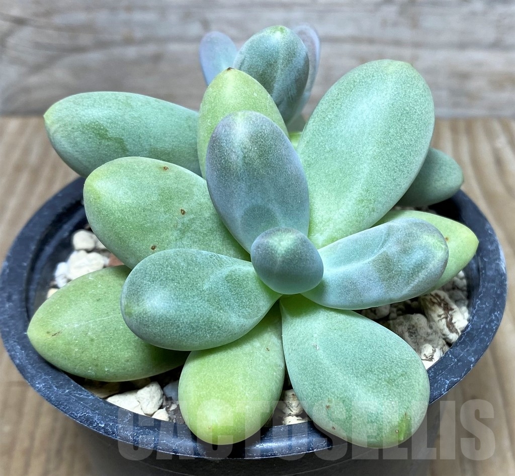 SHPR19549 Pachyphytum 'Diamond'