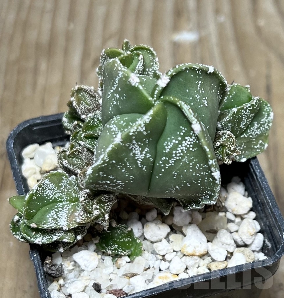 SET 30 Astrophytum myriostigma f. monstrosa mix, 4 plants - 画像 (2)