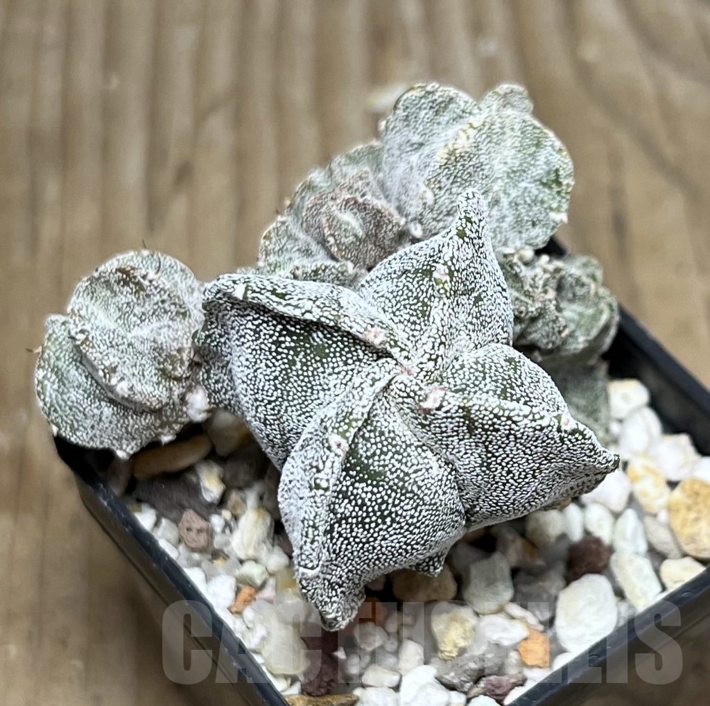 SET 30 Astrophytum myriostigma f. monstrosa mix, 4 plants - 画像 (3)