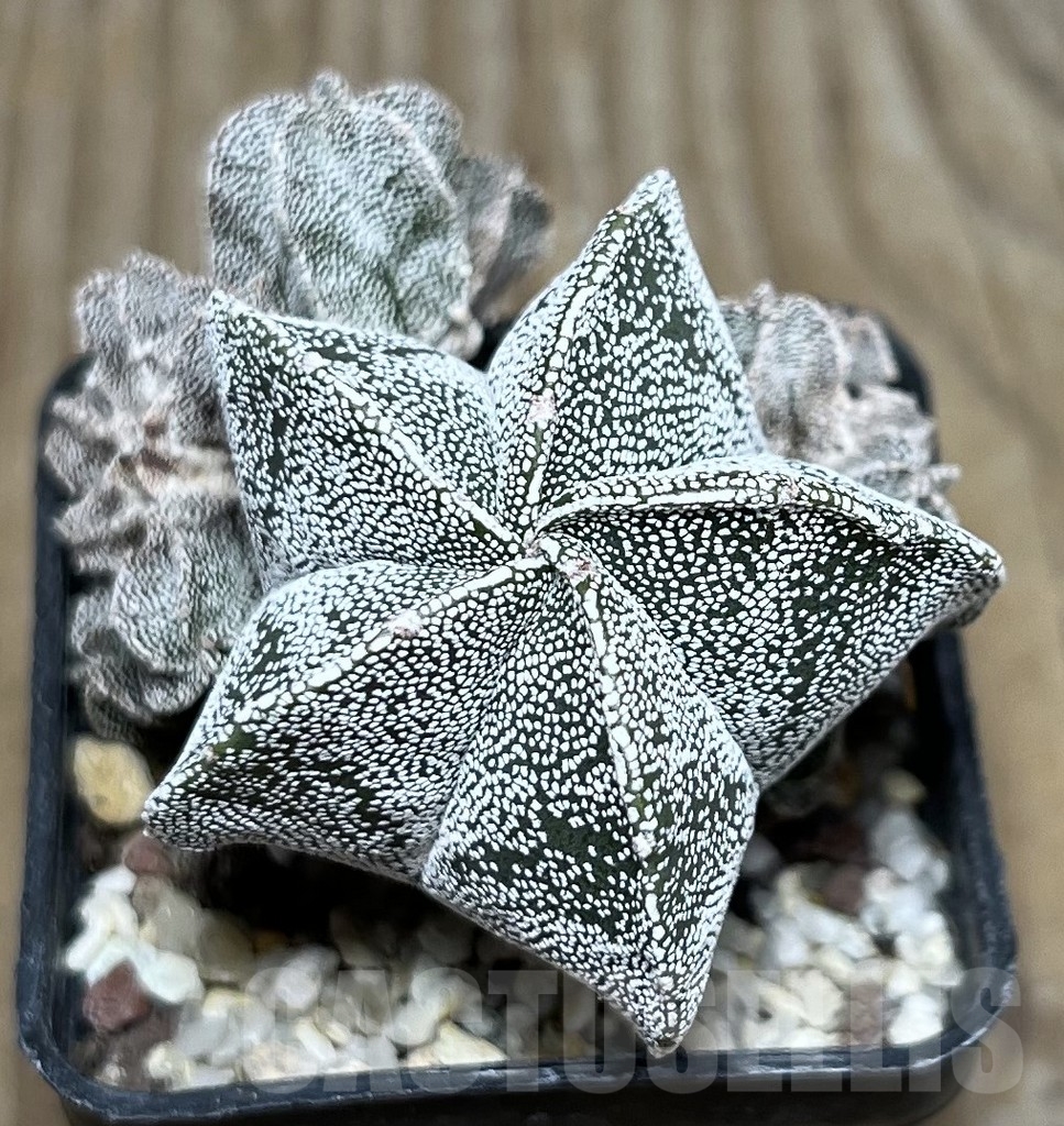 SET 30 Astrophytum myriostigma f. monstrosa mix, 4 plants - 画像 (5)