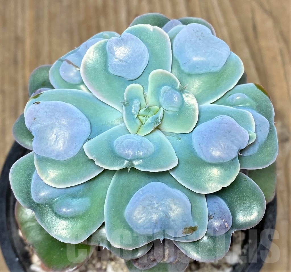 SHPR19644 Echeveria 'Rain Drops'