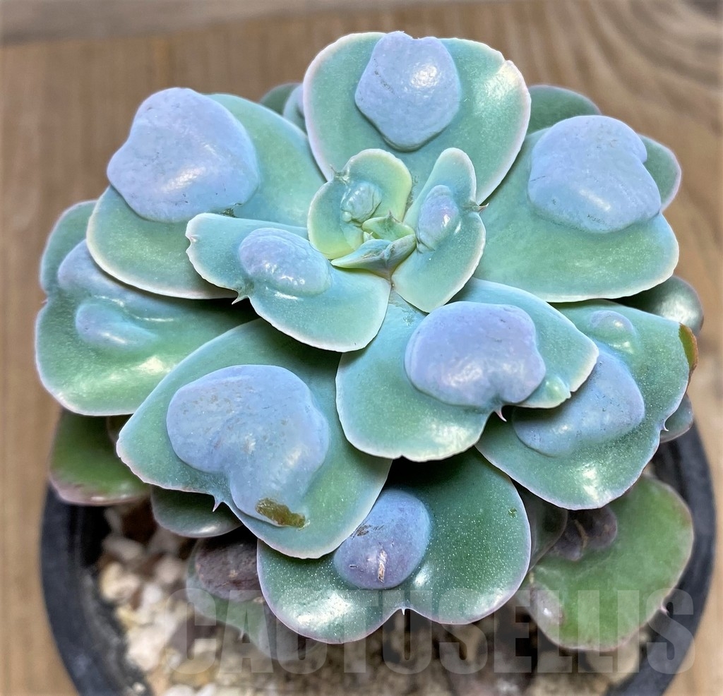 SHPR19644 Echeveria 'Rain Drops' - 画像 (2)