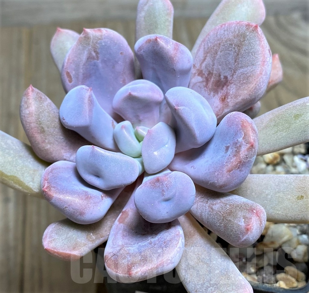 SHPR19648 Echeveria 'Cupid' - Image 2