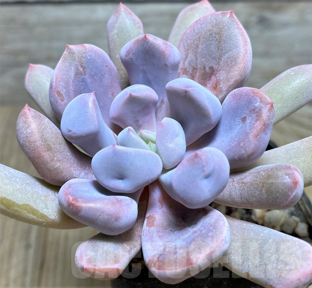 SHPR19648 Echeveria 'Cupid'
