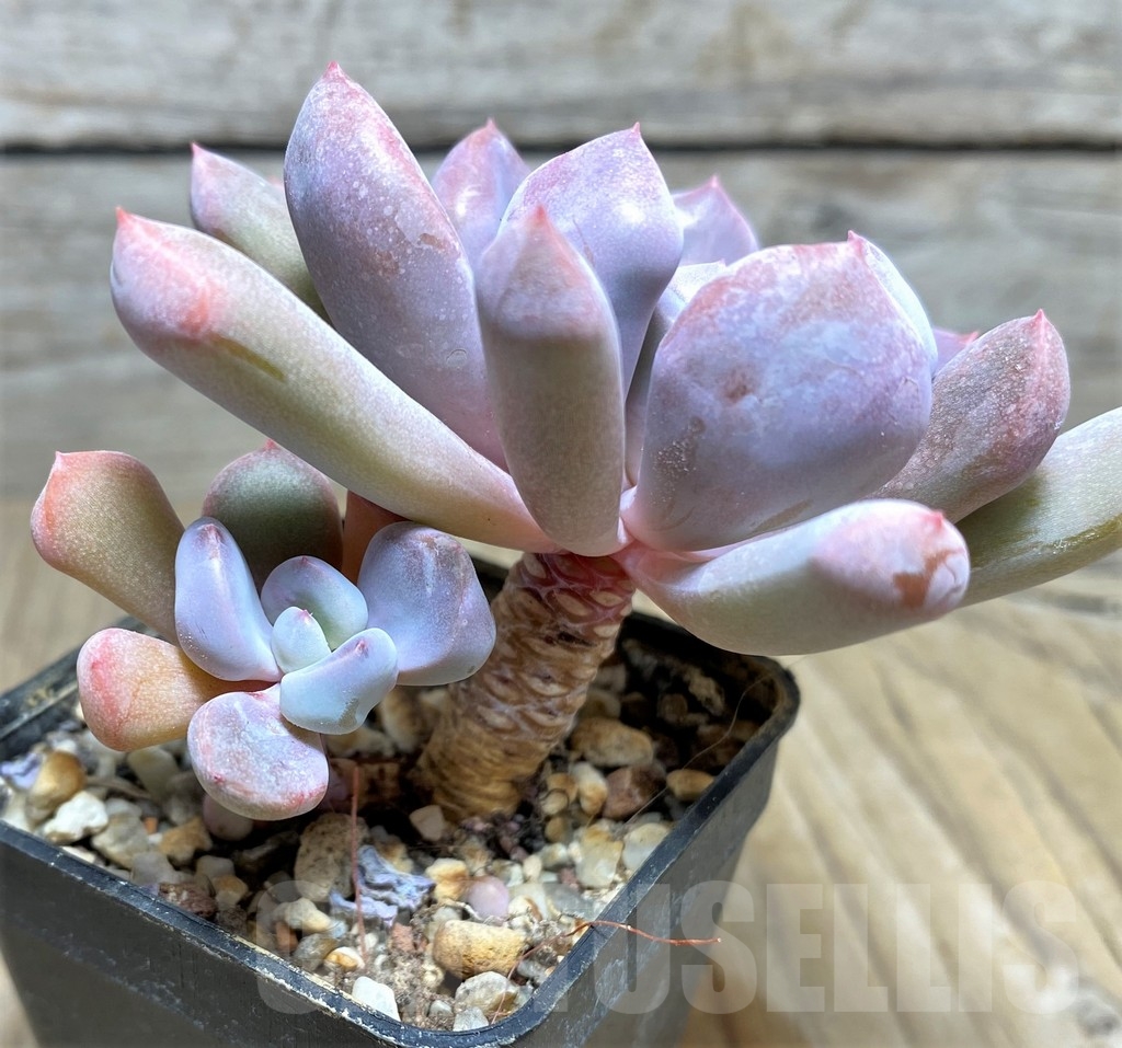 SHPR19648 Echeveria 'Cupid' - Image 3