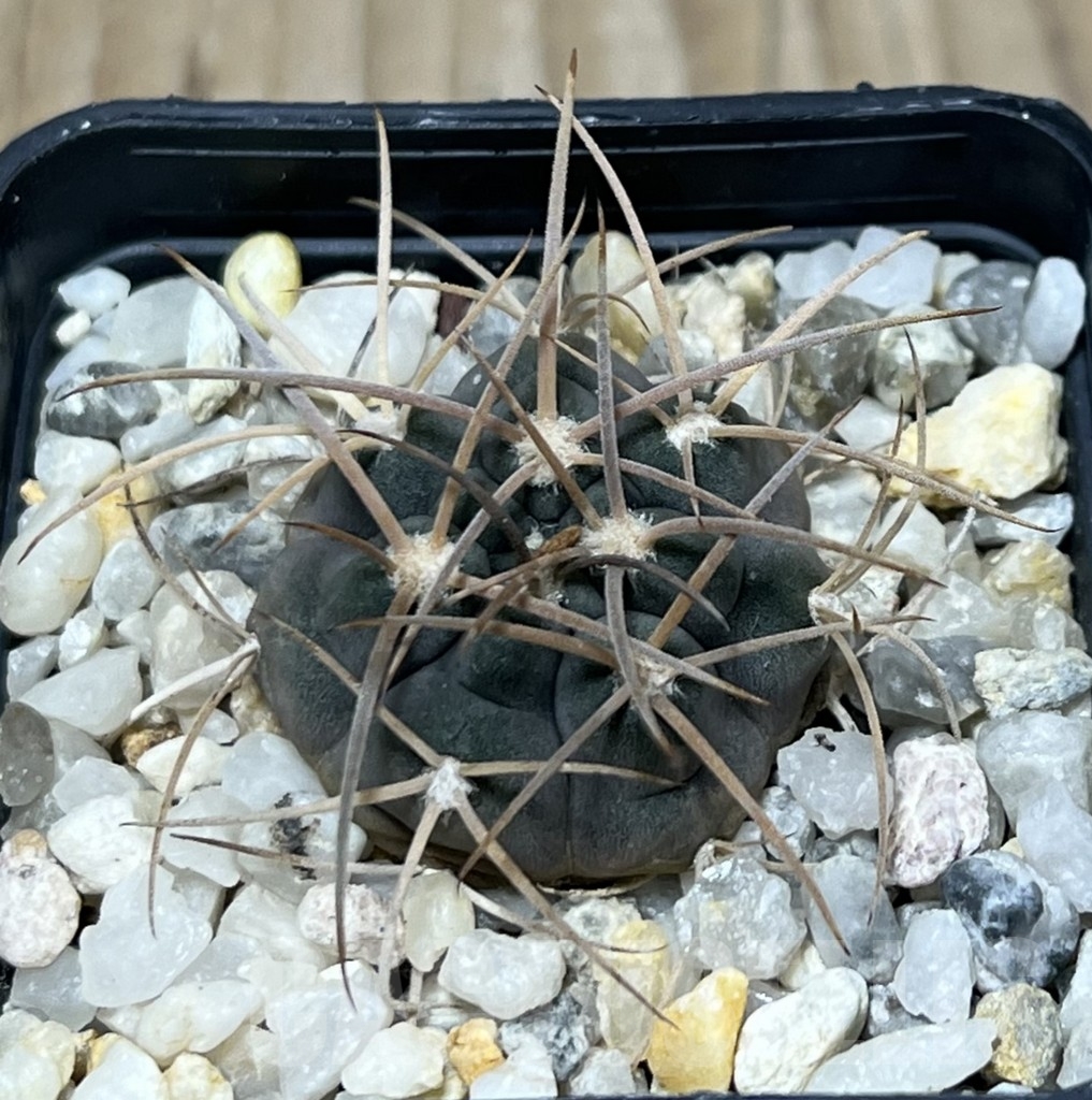 SHPR19943 Gymnocalycium acinacispinum, orange flower