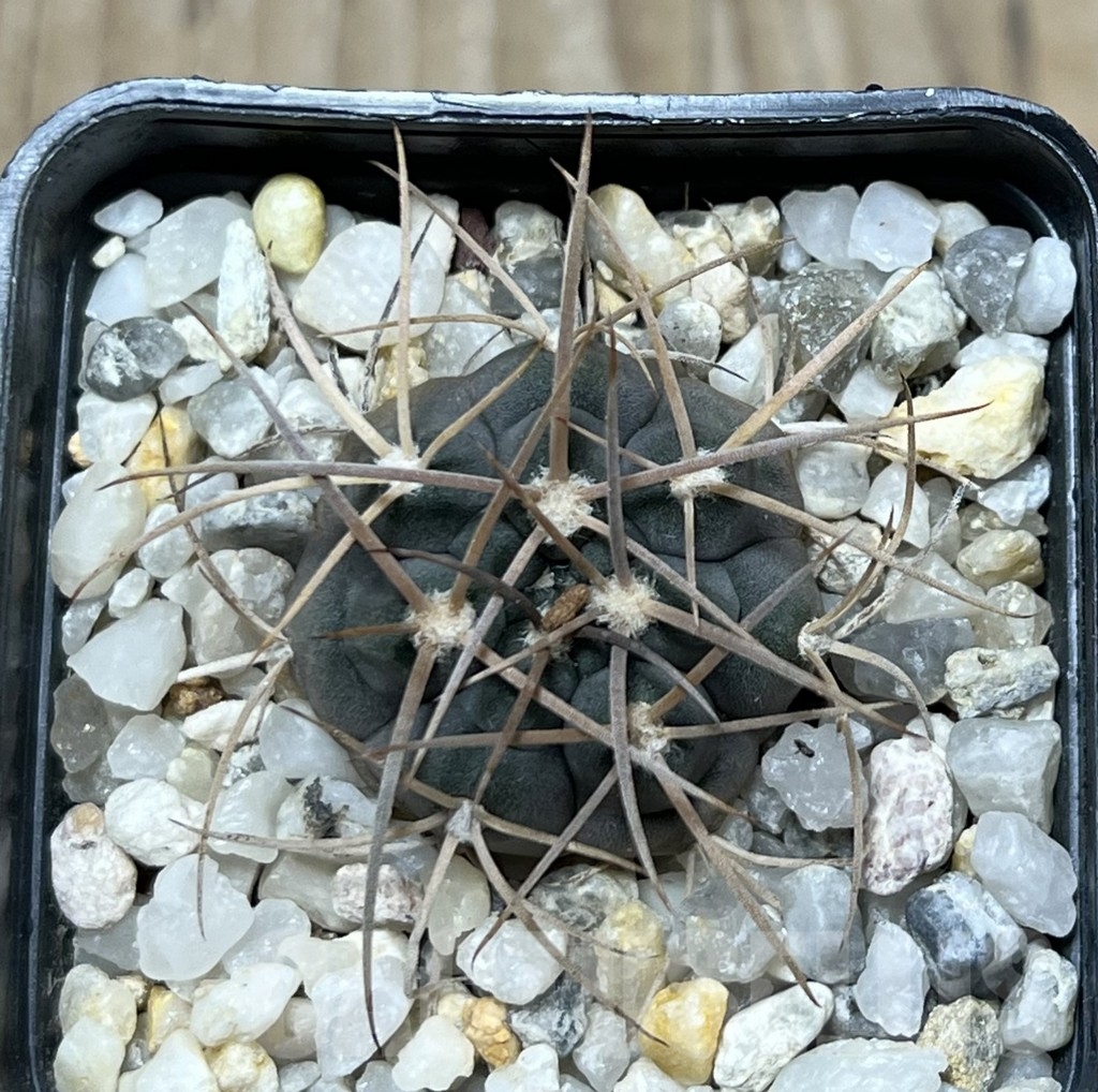 SHPR19943 Gymnocalycium acinacispinum, orange flower - Image 2