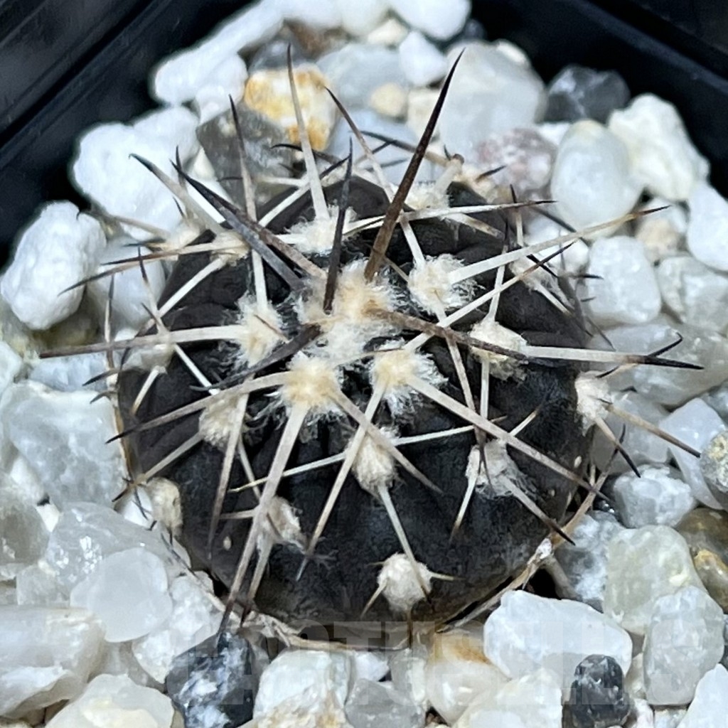 SHPR19944 Gymnocalycium spegazzinii VS 74