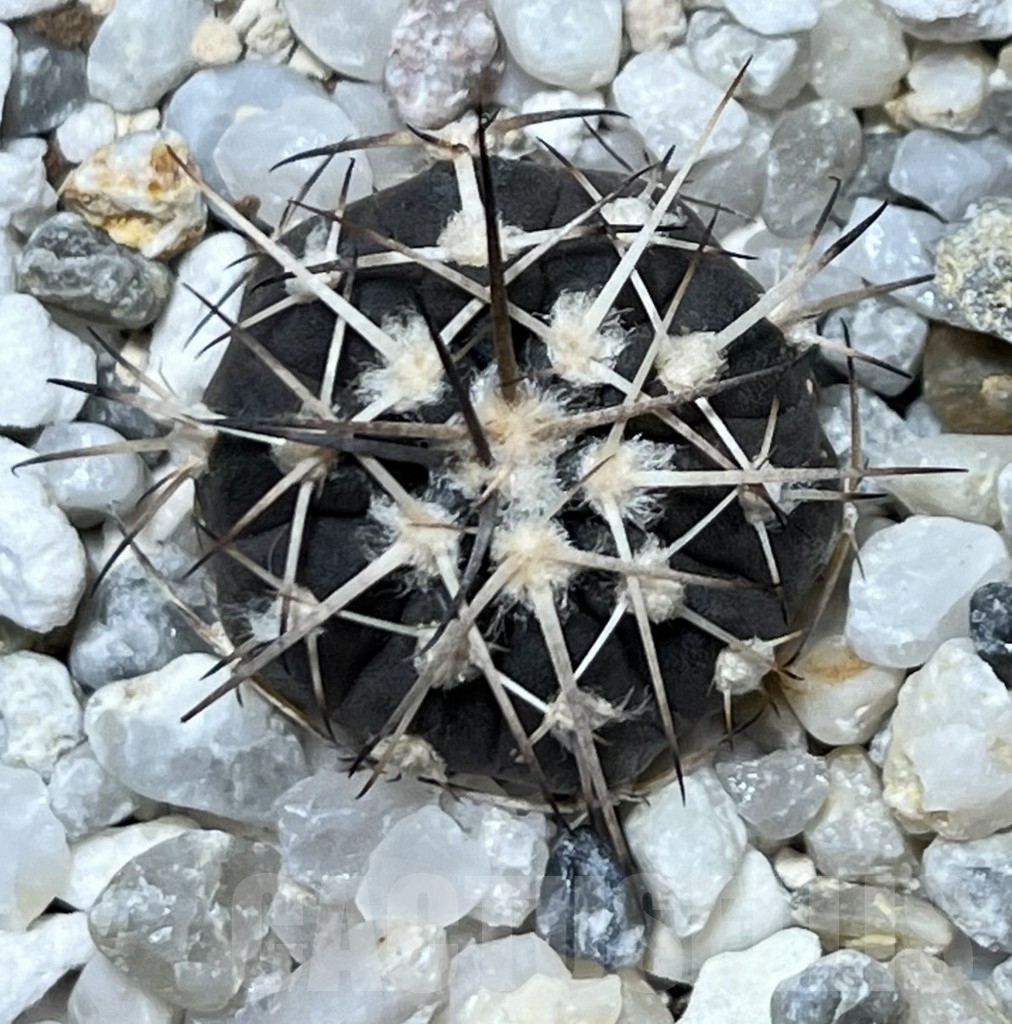 SHPR19944 Gymnocalycium spegazzinii VS 74 - Image 2