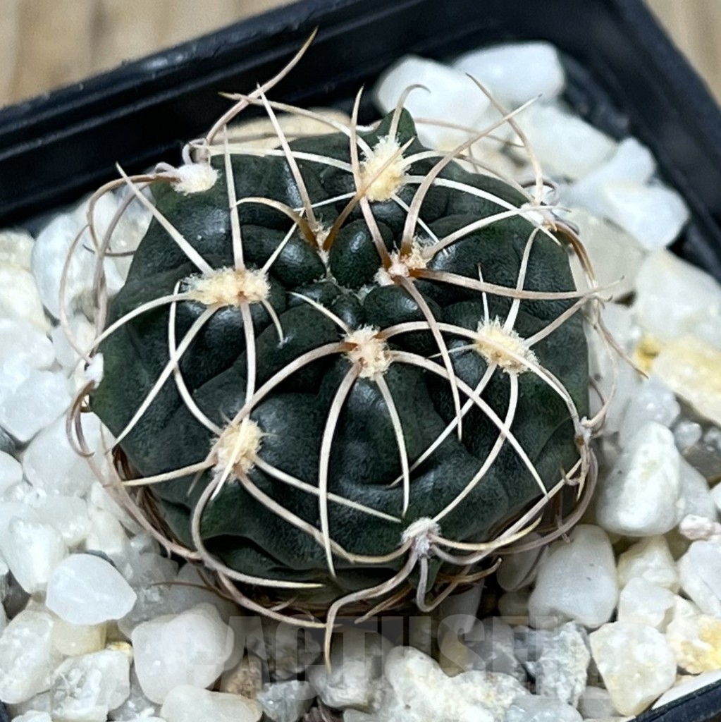 SHPR19945 Gymnocalycium ritterianum